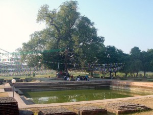 Cây bồ đề và ao Puskarini, nơi hoàng hậu Mayadevi làm lễ nhúng nước trước khi sinh Đức Phật